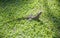 Australian Water Dragon in Grass
