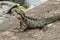 Australian water dragon, Physignathus