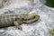 Australian Water Dragon resting on the rock in close up.