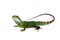 The Australian water dragon on white background