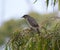 Australian Wattle Bird