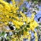 Australian Wattle in Bloom 3