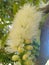 Australian Wattle flower in Bloom