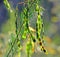 Australian Wattle seed pods