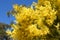 Australian wattle in spring with yellow flowering bloom