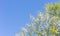 Australian wattle tree background with copy-space