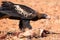 Australian Wedge-tail Eagle Eating a Kangaroo