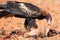 Australian Wedge-tail Eagle Eating a Kangaroo