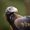 Australian Wedge Tailed Eagle - close up profile shot of head, face and wing