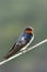 Australian Welcome Swallow