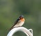 Australian Welcome Swallow perched on a stainless steel railing