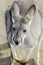 Australian Western Grey Kangaroo in Natural Setting.