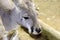 Australian Western Grey Kangaroo in Natural Setting.