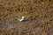 Australian wetlands kingfisher in mangroves