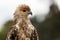 Australian Whistling Kite looking alert