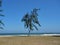 Australian or whistling pine tree moving sway when the wind was shaking on the beach with blue sky in background