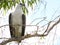Australian White bellied sea eagle