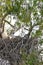 An Australian White bellied Sea Eagle Bird