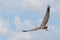 Australian White bellied sea eagle in full flight