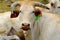 Australian white Brahman cow close up portrait