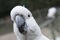 Australian white cockatoo