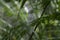 Australian White Finch or Zebra Finch perching on the green tree