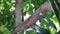 Australian White-headed Pigeon Columba leucomela perching in branches among palm leaves