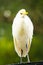 Australian white heron