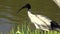 Australian white ibis