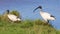 Australian White Ibis