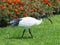 Australian White Ibis