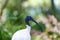 Australian White Ibis against vegetation