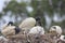 Australian White Ibis juvenile feeding