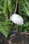 Australian White Ibis perched on a log