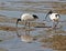 Australian white ibis scavenger for food