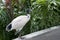The Australian white ibis Threskiornis molucca