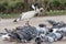 Australian white ibis. Threskiornis molucca. Feeding Dove in Sydney park with rice. Australia