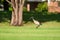 Australian white ibis (Threskiornis molucca) a large bird with a black head and white plumage, the animal walks