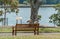 Australian white ibis. Threskiornis molucca seating on bench in Royal Botanic Gardens Sydney.