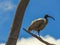 Australian White Ibis in the tree