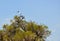 Australian White Ibis: Tree Top Lookout