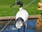 Australian White Ibis at water fountain