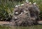 Australian White Ibises Nesting Colony in the hills above Adelaide