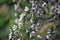 Australian white Leptospermum Cherish tea tree flowers