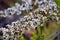 Australian white Tea Tree flowers, Leptospermum