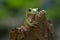 Australian white tree frog sitting on branch, dumpy frog on branch, Tree frogs shelter under leaves