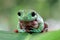 Australian white tree frog sitting on branch, dumpy frog on branch, Tree frogs shelter under leaves