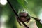 Australian white tree frog sitting on branch, dumpy frog on branch, Tree frogs shelter under leaves