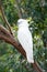 Australian wild parrot in the nature