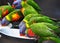 Australian wild Rainbow Lorikeets drinking fruit nectar at Currumbin Sanctuary